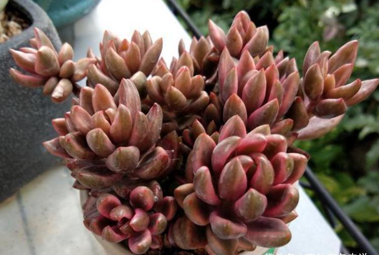 有一种多肉名字尴尬不想养，但非常适合女士养，它就是苏菲儿