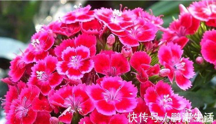 耳朵花|3种花是爆盆“能手”，开起花来“拦”不住，被称为开花机器