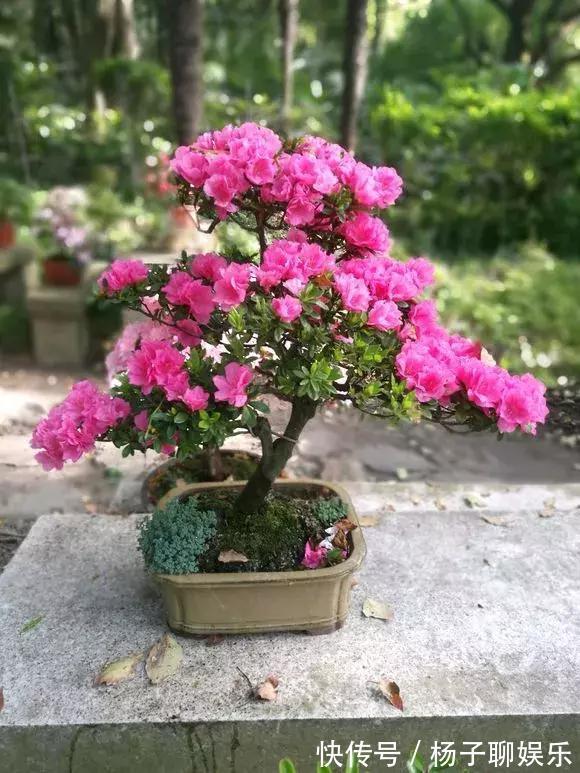 花儿|3种花是“醋坛子”,每周浇上1小勺,不烂根不黄叶,花开不停!