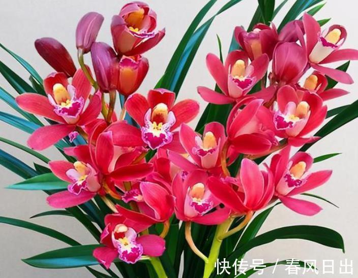 秋天养兰花,教你几个小技巧,快速服盆生根快,长出许多新芽