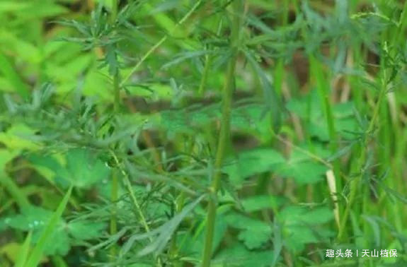 植物|以前用来喂牛的野草，入药能治头疼，对人身体有益处