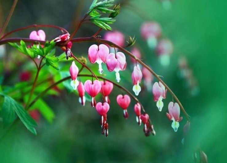 好养易活的几款花卉，一朵朵精灵似的小花，随风摇曳