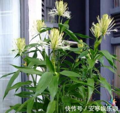养花高手,能把普通的植物“养开花”,比如虎皮兰、富贵竹、玉树