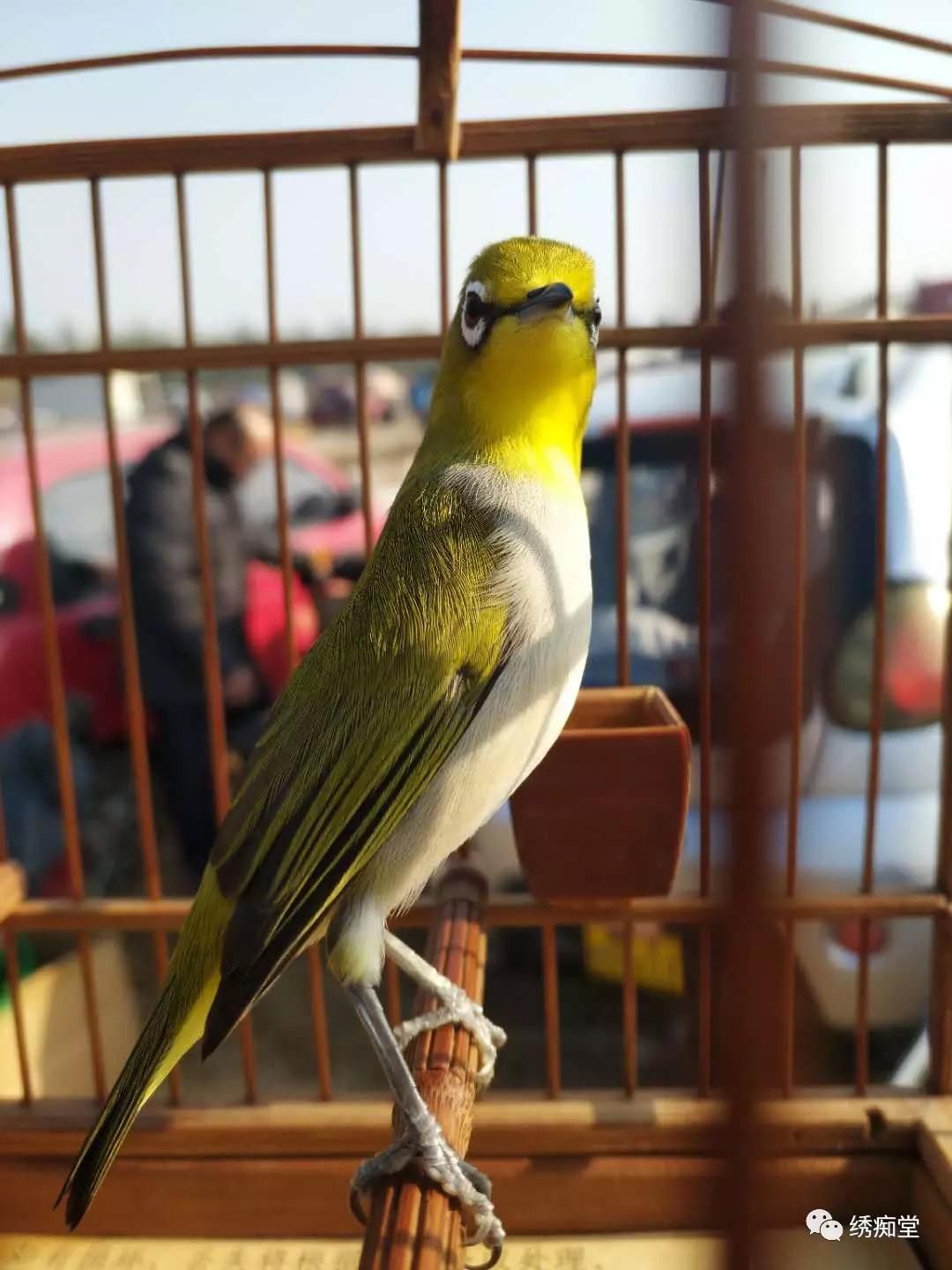 绣眼鸟公母之分辨图片