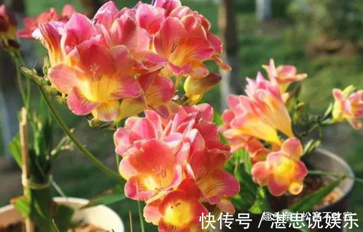 甲醛|居家就养此款花卉，净化空气就靠它，吸甲醛、除异味，杀细菌！