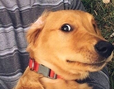 |搞笑图片幽默段子笑话:狗狗你是啥眼神啊,看到什么东西了呢