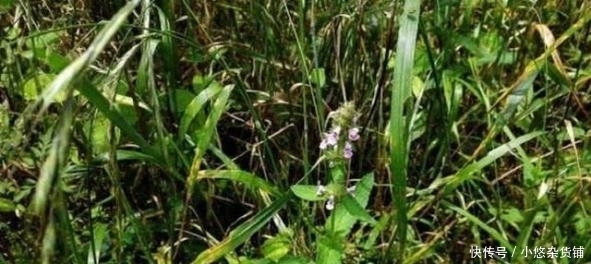 此野草人称三姐妹,美容抗衰老,治疗牙痛感冒效果极好,你认识吗