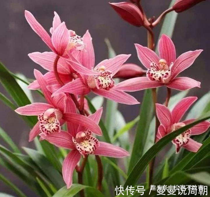 此款花卉,好养易爆盆,开出的花就跟它的名字一样多,非常壮观