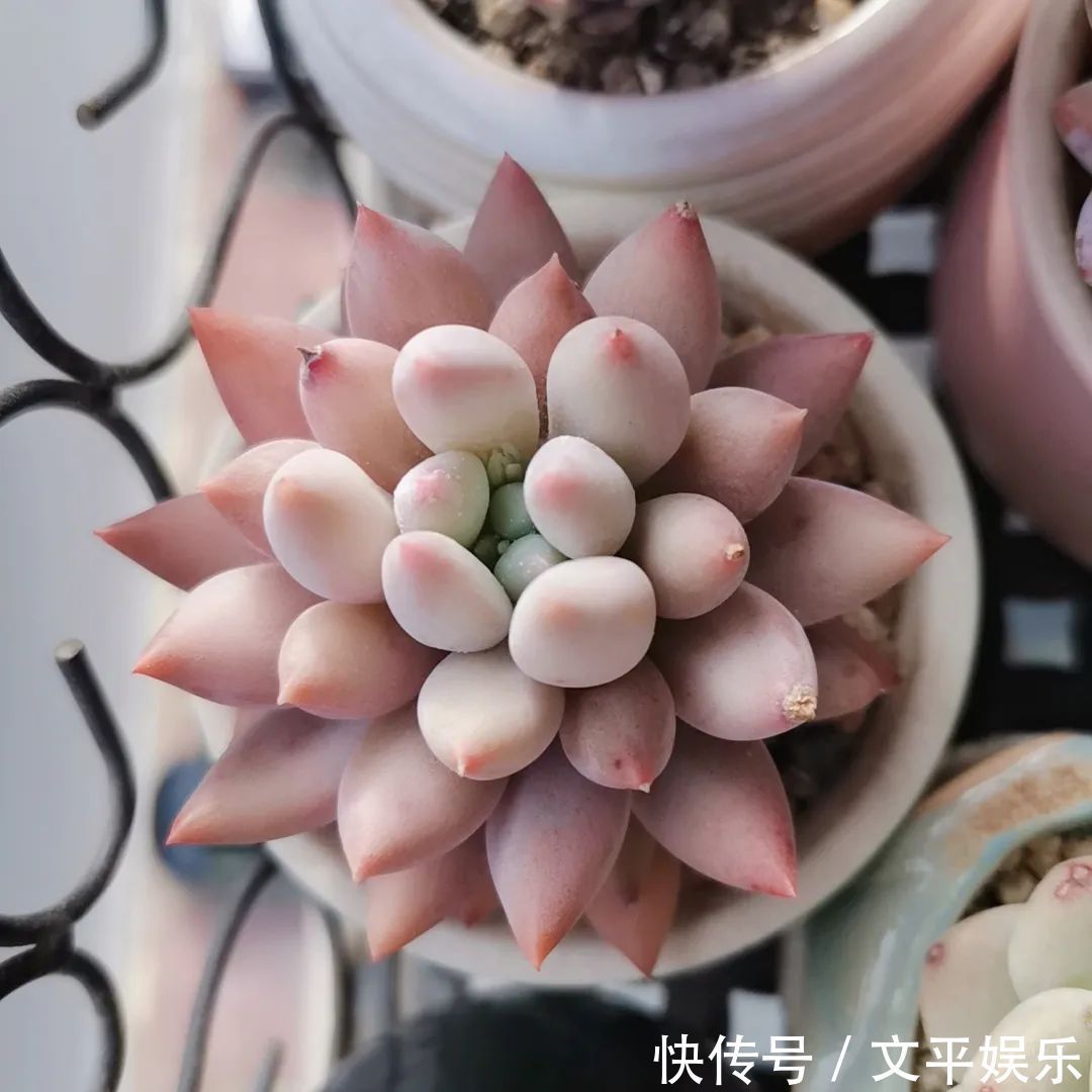 一组逆袭成功的多肉给它时间,它就会给你好看!