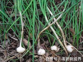 像葱不是葱，像蒜不是蒜，农村人到季节就去挖，城里人却吃不到
