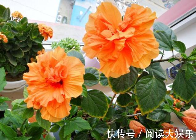 盆栽花草不能养成这3坏习惯！不然植物长不旺，花卉迟迟不开花