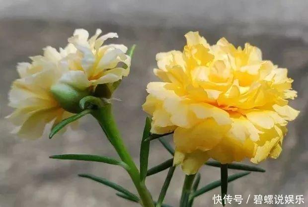 这花枝条剁8段,沾土就能活,3天生根7天开花!