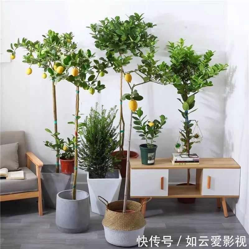 养护|这六种盆栽,能看还能吃,家里养一盆,清雅又别致