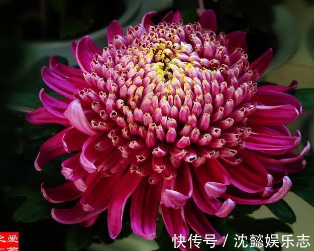 珍稀名菊|喜欢菊花，不如养盆“珍稀名菊”恒水紫桂，似紫衣佳人，娇羞舞媚