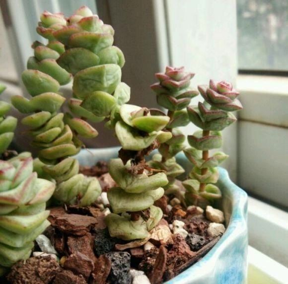 狠心|钱串掉叶子,主干成了“黑杆”,狠心剪几刀,重新上盆栽种