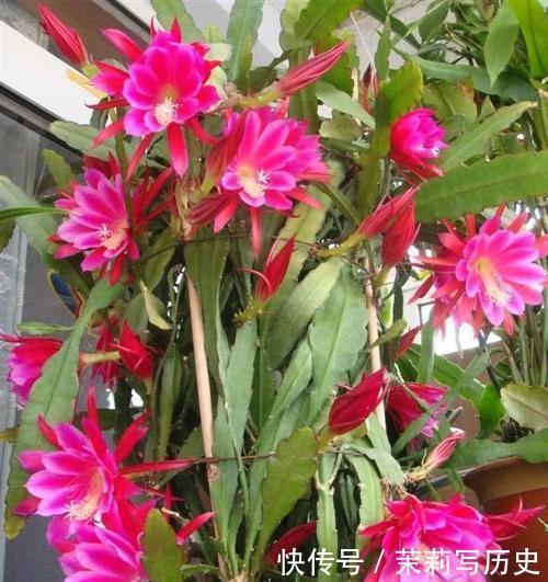 此花,花型硕大开花不见叶,颜值超荷花,比绿萝好养!