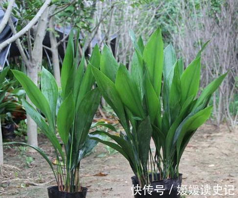 家里养3种耐阴花,皮实又好养,空气清新,更有观赏性