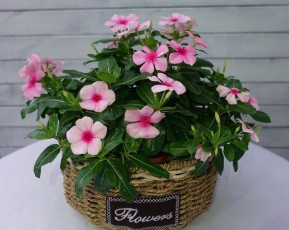 养这些花朵易成活,随便一扦插,一盆繁殖多盆,花色艳丽