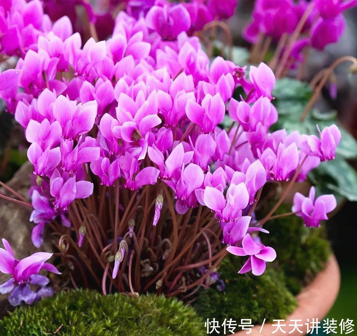 丽格海棠|4种花漂亮“娇滴滴”,新手养它都“没戏”,养一回伤一回