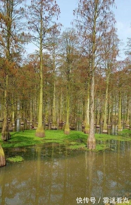 水杉|路边的这几种松柏，明明很常见，却又分不清！