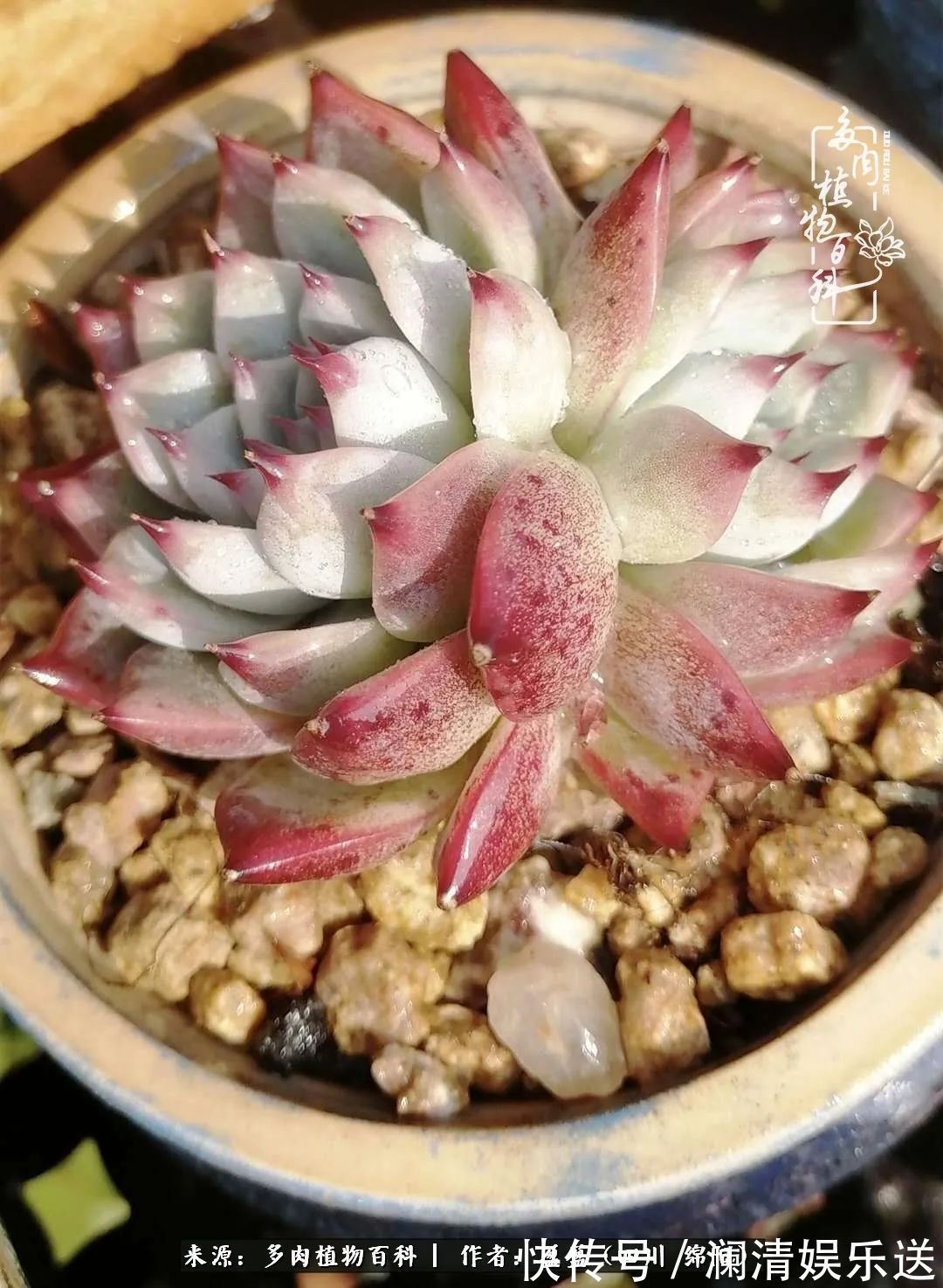 草木|一定要爱着点什么,恰是草木对光阴的柔情!