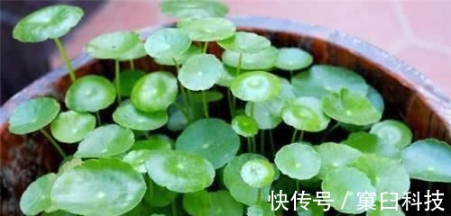 淘米水浇花，用不好的还会伤花，教你一招变成“神仙水”，养啥都旺