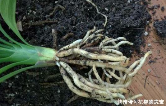 养君子兰用这个小妙招,开花多、新叶多、不夹箭,叶子绿的发光