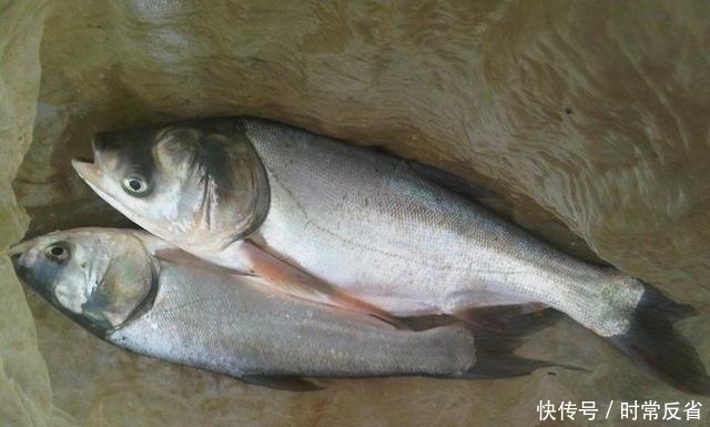 降低|野钓新手想在野河里钓大鱼,这几个步骤有效降低难度