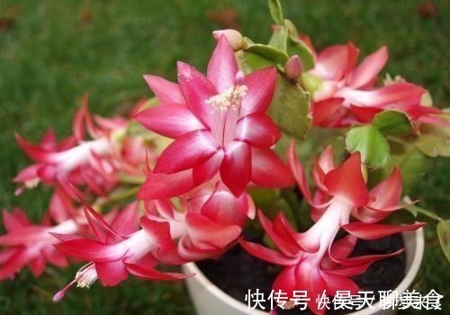 蟹爪兰浇这几种水,长得茂盛还不用换土