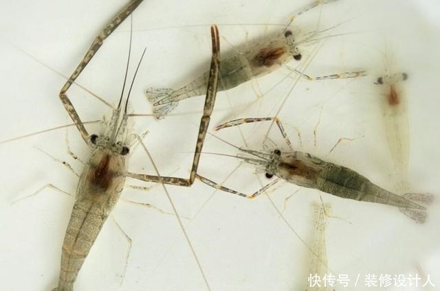 插竿钓法省事省心的钓取昂贵渔获的同时,领略古老钓法的乐趣!