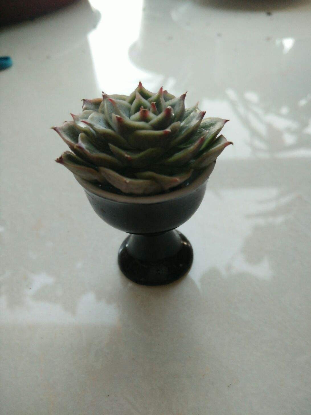 花友们|养花一定要会养根,根系长得壮,植物才有精神