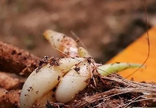 兰花只发芽不长根，究竟是什么原因？原因很简单，治理也不难