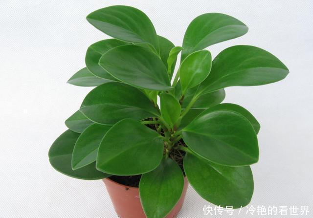 花卉|花卉盆栽的施肥方法,你真的会吗