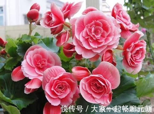 种花|公认不好养的3种花,大部分花友表示养不满1年,你养过几种