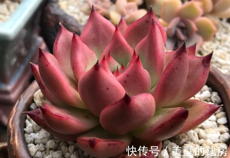 叶片|美若红颜，甜如蜜语——多肉红颜蜜语不好养？我养过后不这么认为
