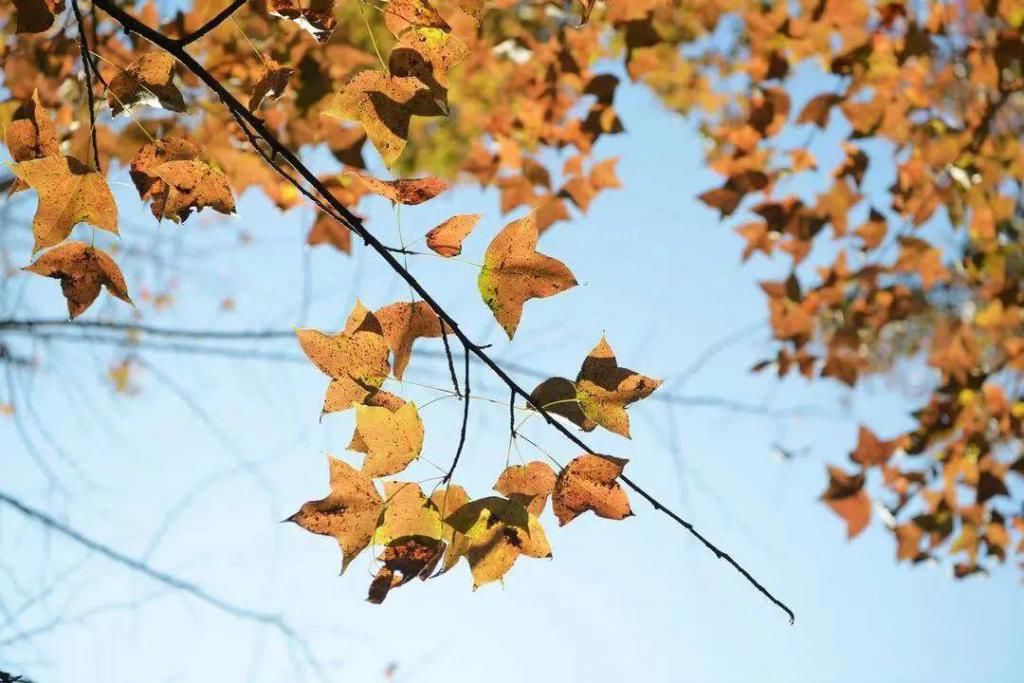 红了红了！中山“秋景”上新！