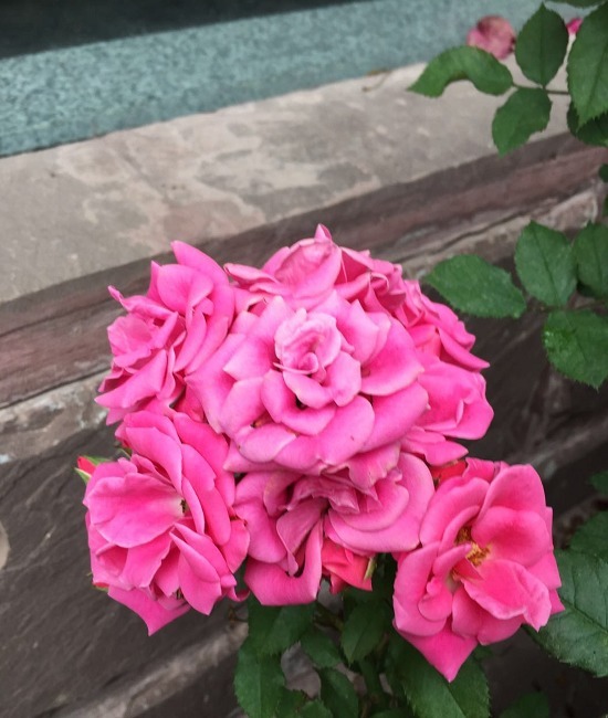 月季扦插不“生根”，什么步骤错了4步正确步骤详解，为你解惑