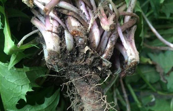 蒲公英水|蒲公英泡水和煮水哪个好这地方长的蒲公英不能吃，别傻傻不知！