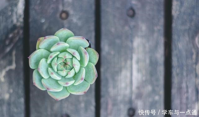 这5款多肉植物适合新手种,扔土里就能活,一年长一大群!