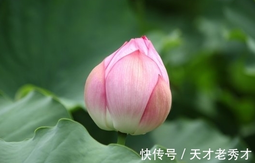 一勇|8月中旬，吉星照耀，4属相贵人相助，桃花多、正财旺，一帆风顺