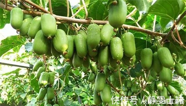 盆花|少养两盆花,院子也要种这种果树,沾土就活,甜味不输橙子