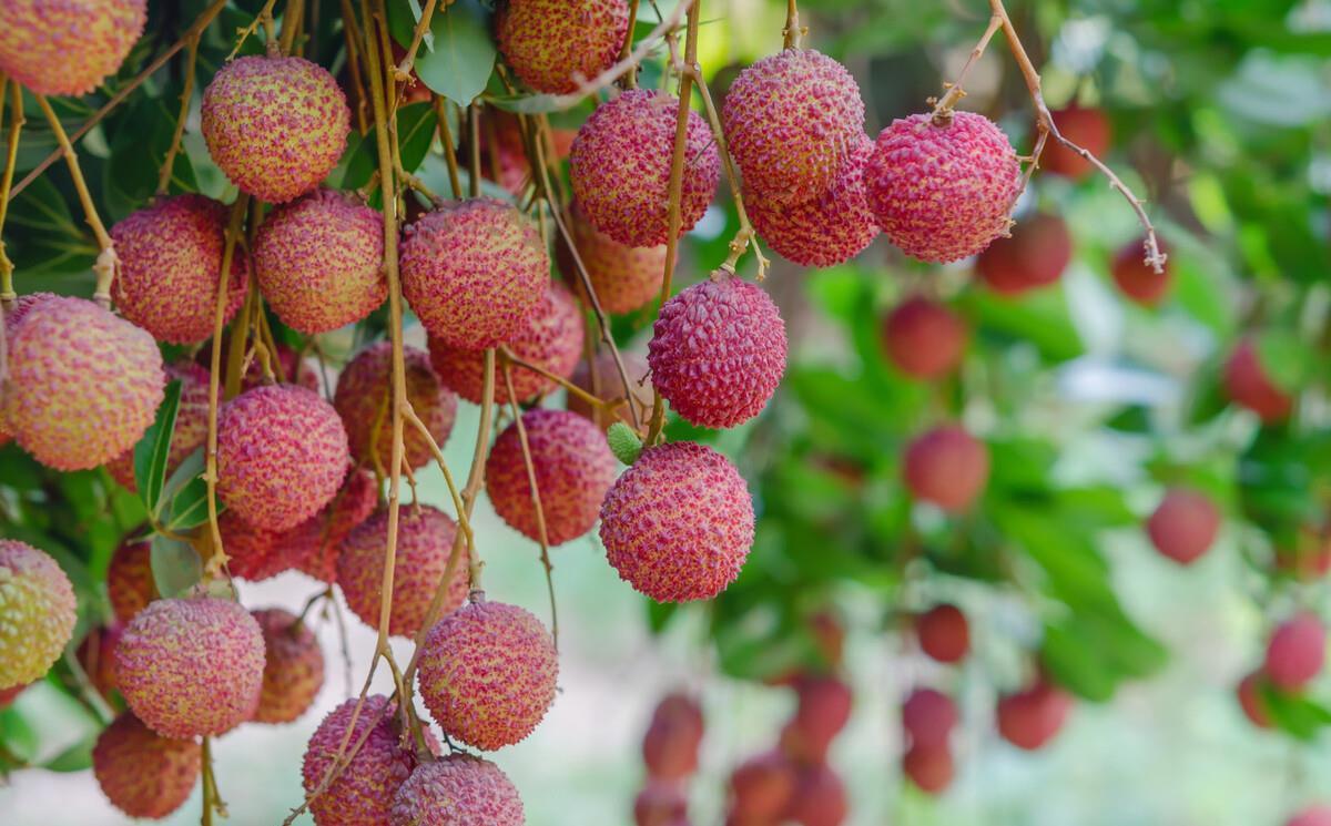 红皮|买荔枝时，选绿皮的还是红皮的？记住3个小妙招，荔枝更好吃