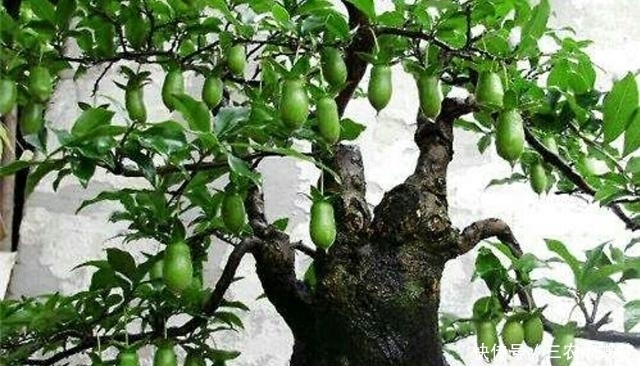 家中|怎样养护好家中的金弹子盆景