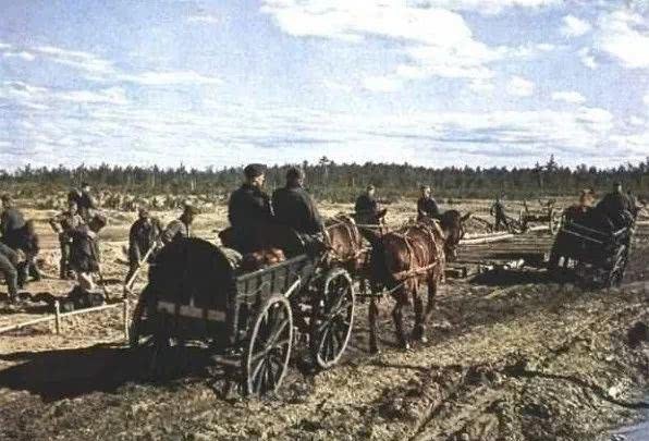 德国|德军二战的100万“动物部队”,没它们可能早就输了