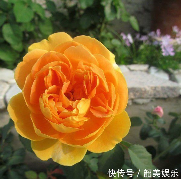 魔力|想要一个小花园,不妨在阳台种植这四款花,太阳晒晒成花海