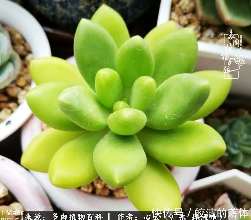 肉肉|与多肉的相遇,就是一场治愈之旅