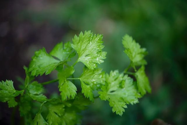 家庭|“植物杀手”也能种的6款可食用绿植,最合适中国家庭