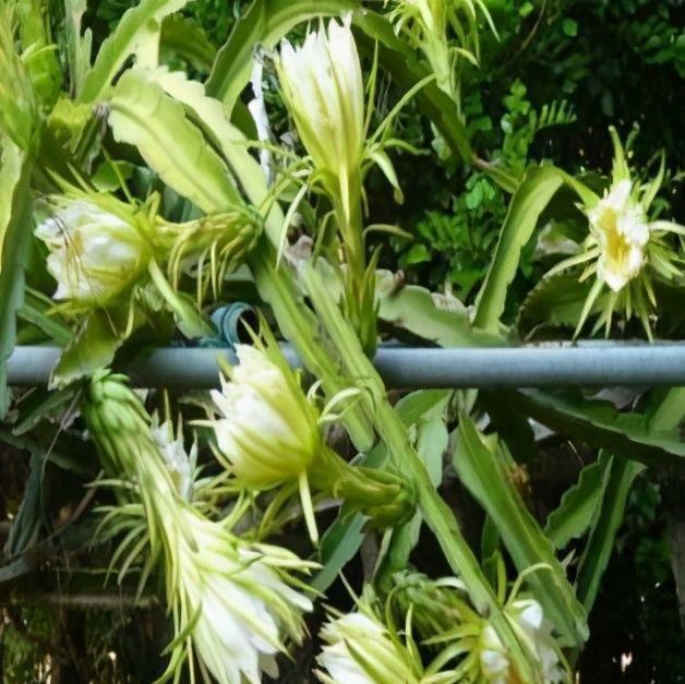 油菜|人到中年想长寿,要学会吃3种食物,排毒养颜、增强体质!