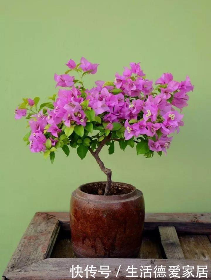 三角梅最怕“三种水”,避开不黄叶,憋出一圈苞,清香宜人小半年