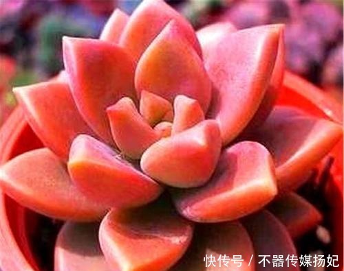 备受欢迎的10款红色系多肉，很珍贵，请收藏！